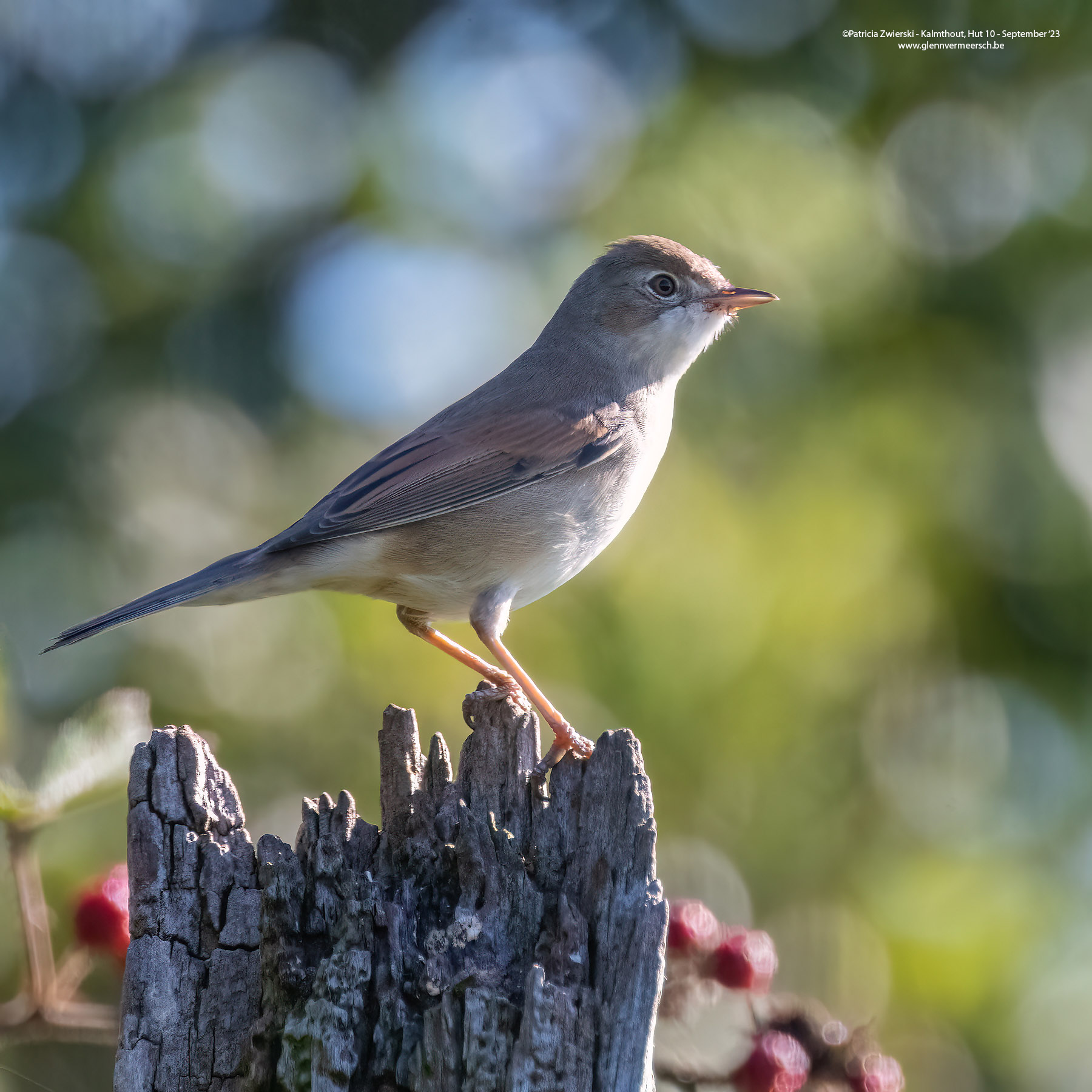 PZW_0208